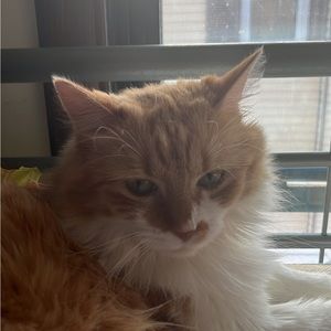 Meet your Posher, Raven